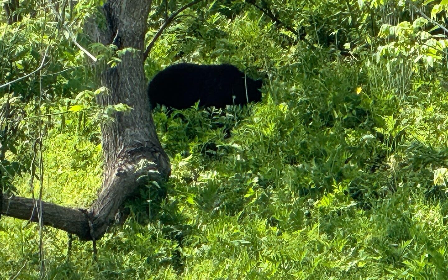 【クマ対策は市民の皆さまの「協力」が欠かせません！】