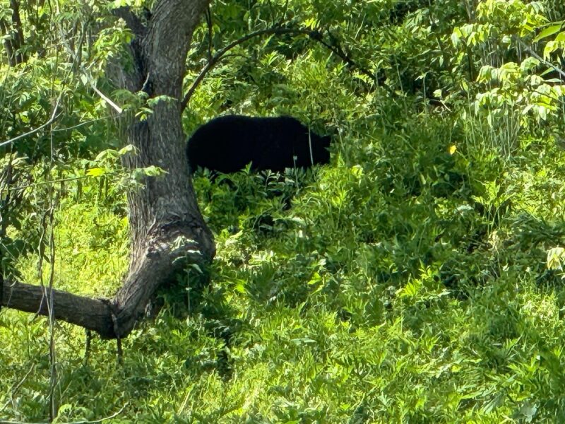 【クマ対策は市民の皆さまの「協力」が欠かせません！】