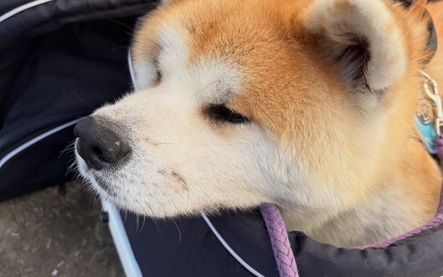 昨日は「秋田犬保存会春季本部展交流会」、