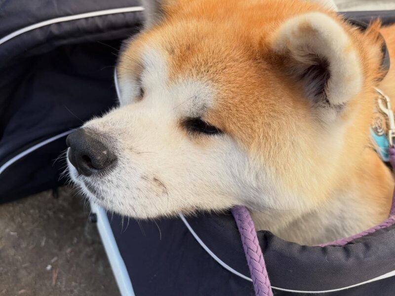 昨日は「秋田犬保存会春季本部展交流会」、