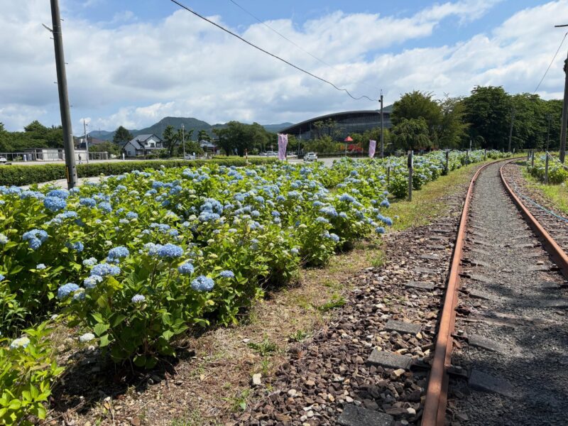 約3,000本のあじさいが彩る、旧小坂鉄道沿線へ💠🚃